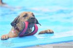 Honden zwemmen (19)